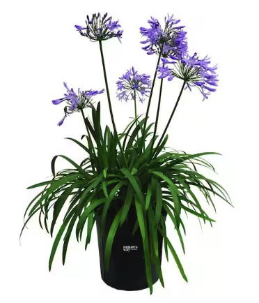 Straight A® Jonie Blue™ Agapanthus - BLBS - 8"