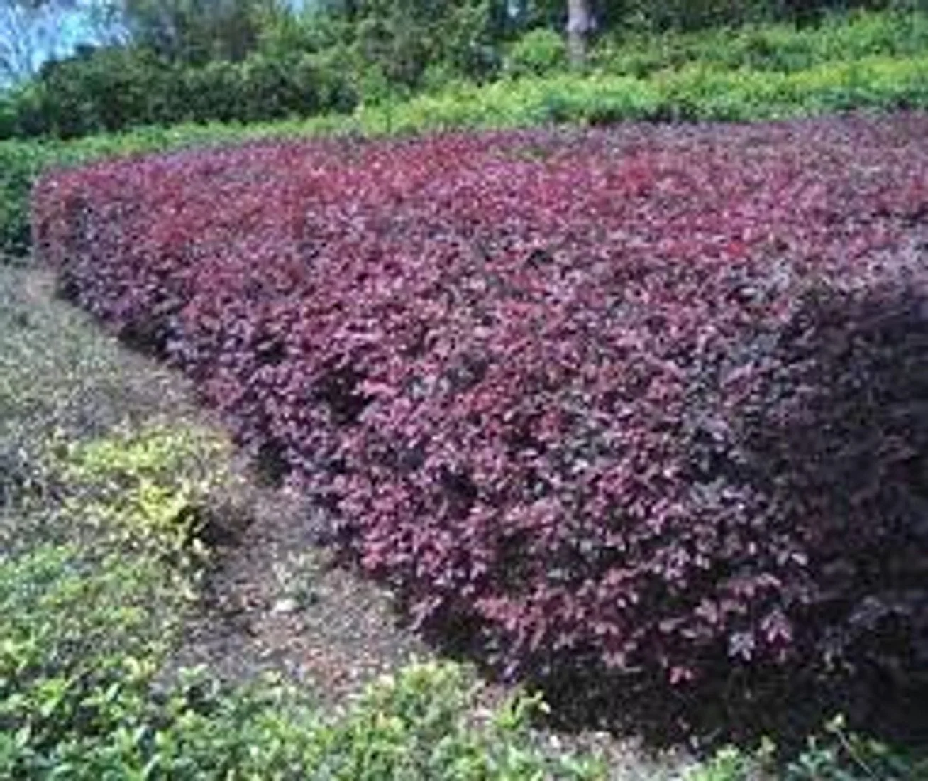 Plum Loropetalum - 7G