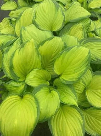Guacamole Hosta - 8"