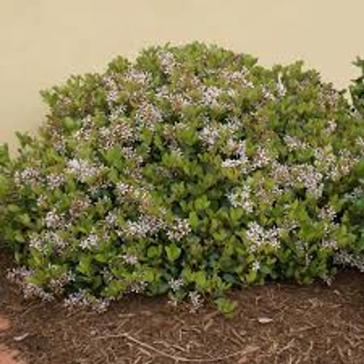 Snow White Indian Hawthorn - 3G