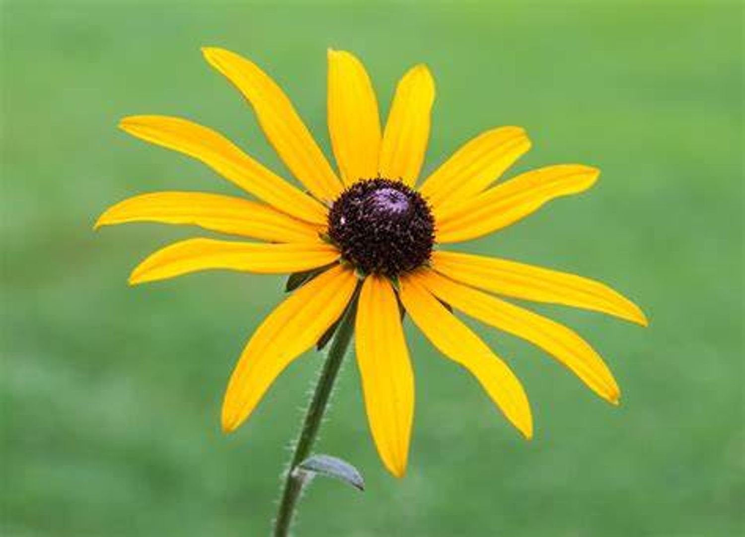 Goldstrum Rudbecckia