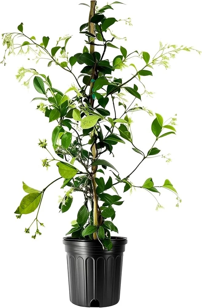 Confederate Jasmine - 10"