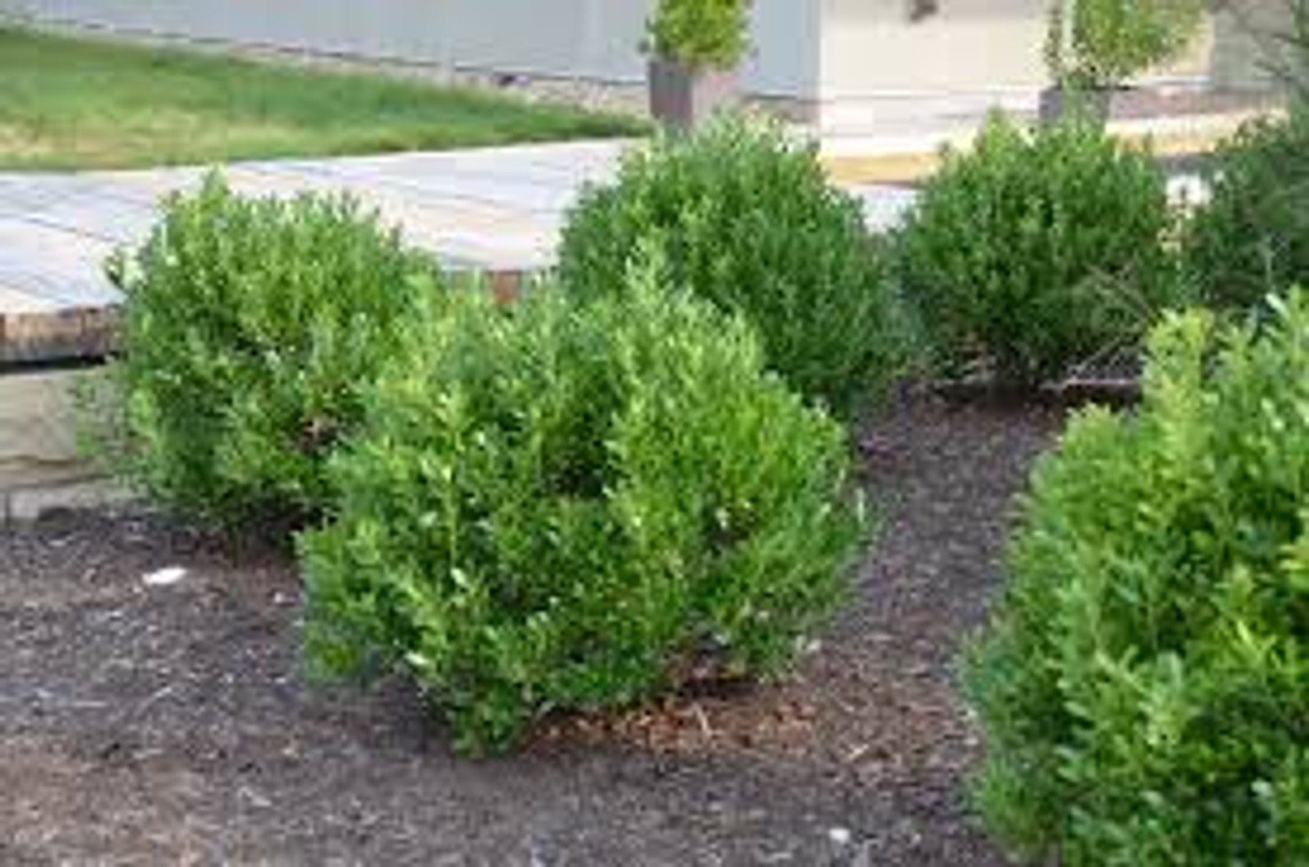 Densa Inkberry Holly