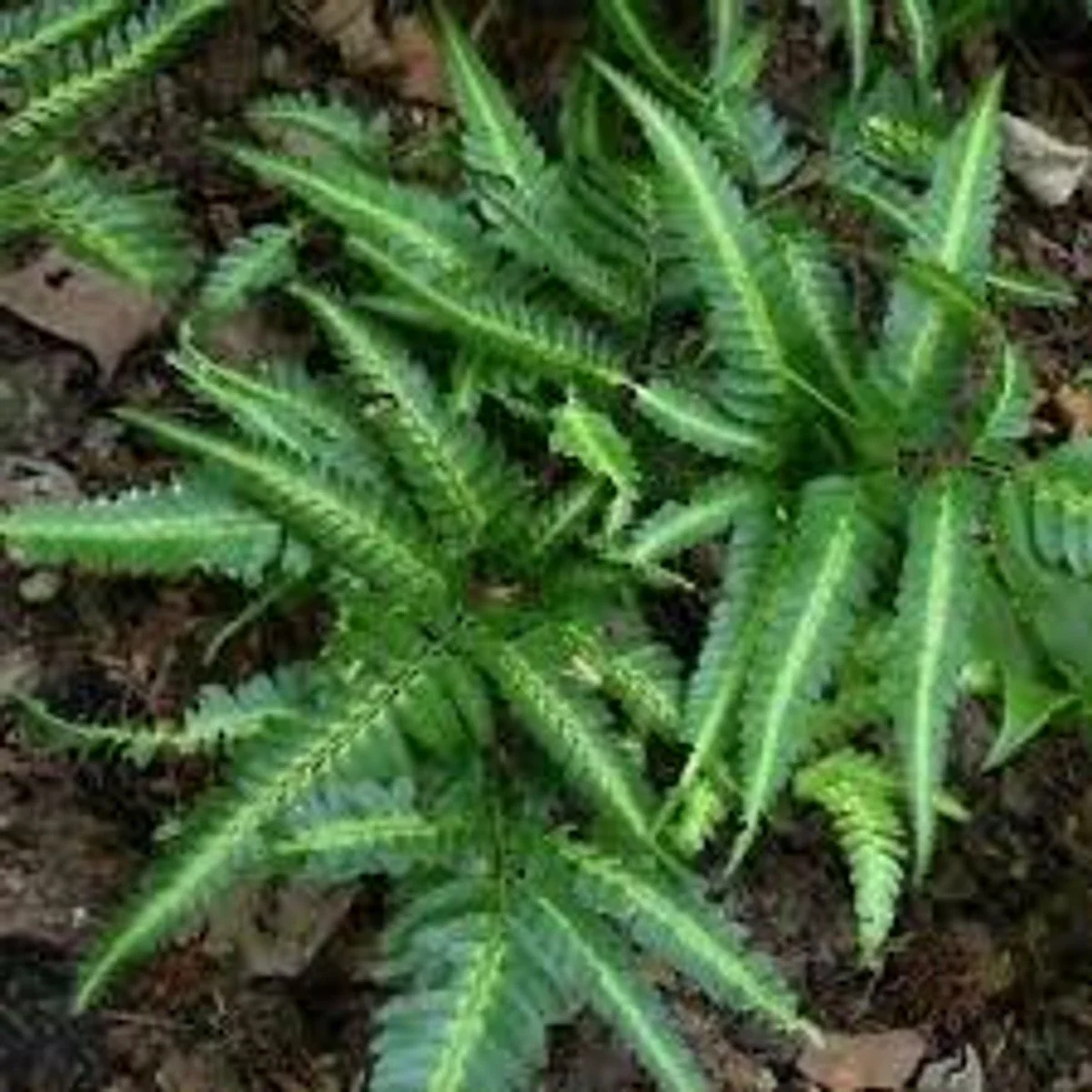 Variegated East Indian Holly Fern