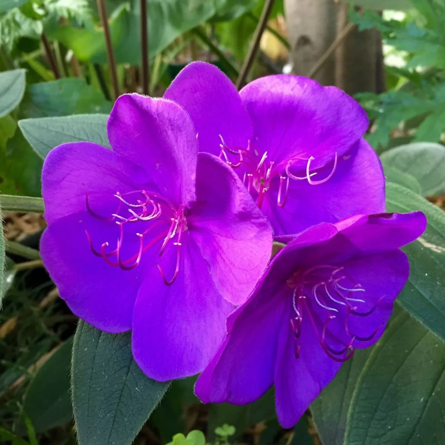 Glory Bush
