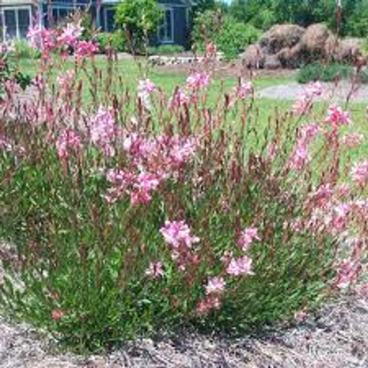 Siskiyou Pink Gaura