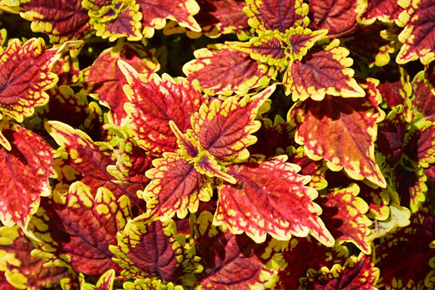 Oxford Street Coleus - 4"