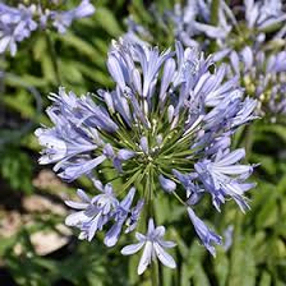 Straight A® 'Barley Blue' Agapanthus - BLBS - 8"