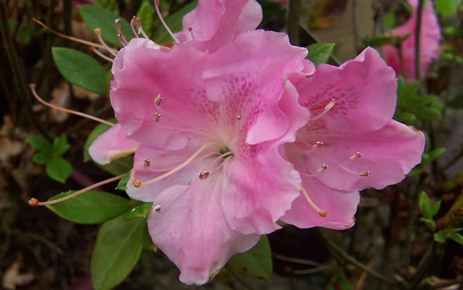 Autumn Sweetheart™ Encore® Azalea - EN