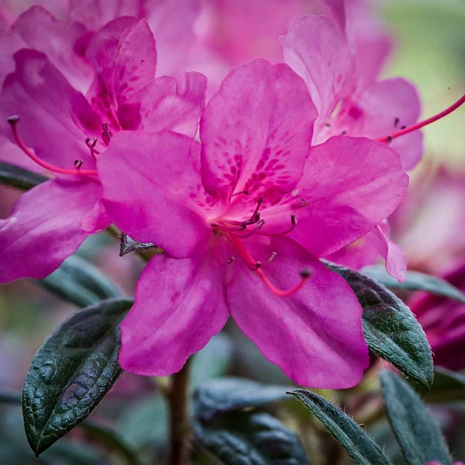 Autumn Amethyst™ Encore® Azalea - EN