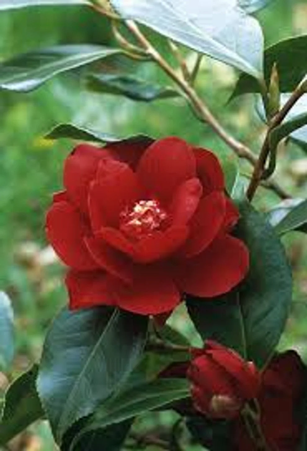 Royal Velvet Camellia