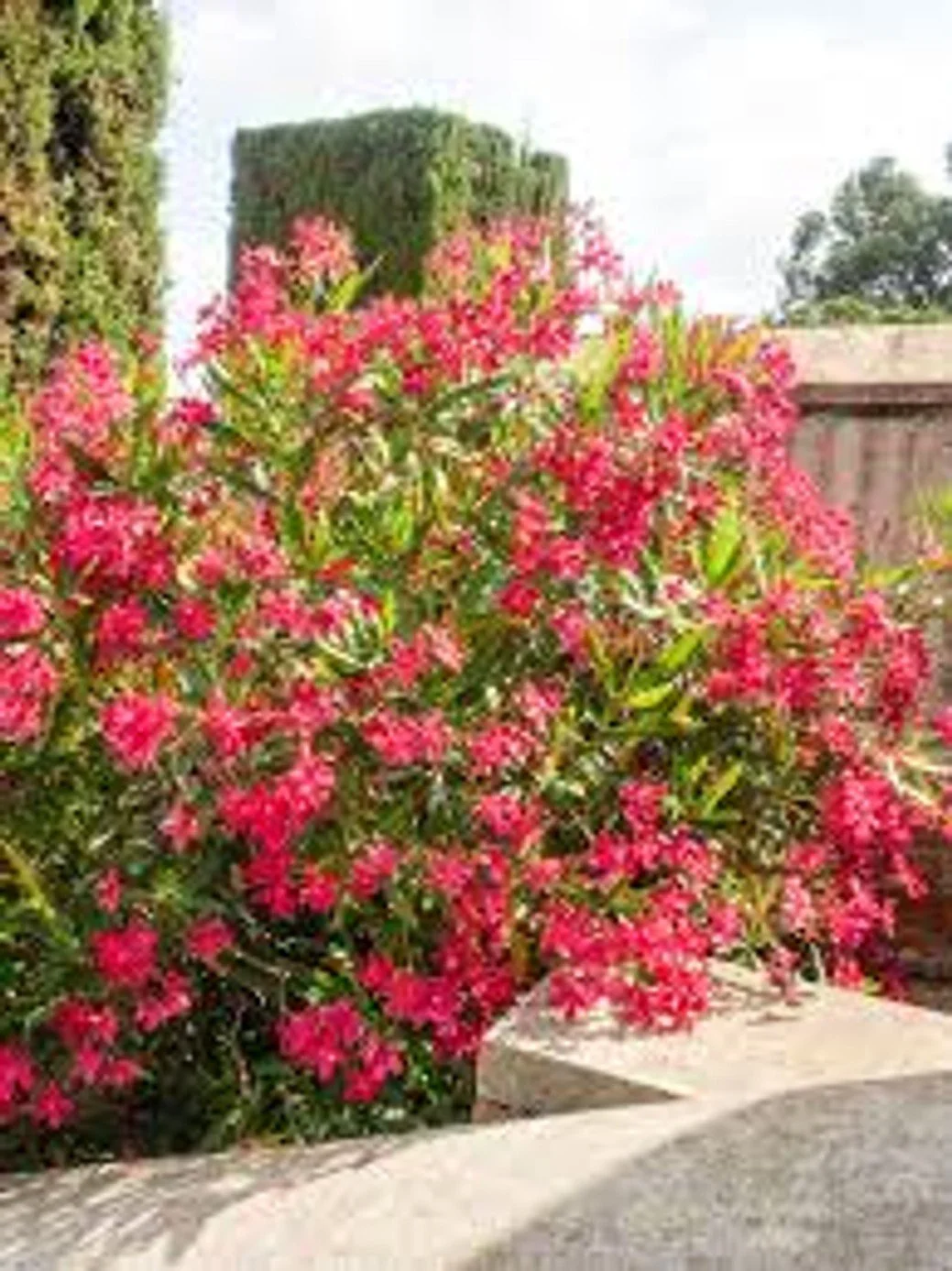 Red Oleander - 3 Gallon