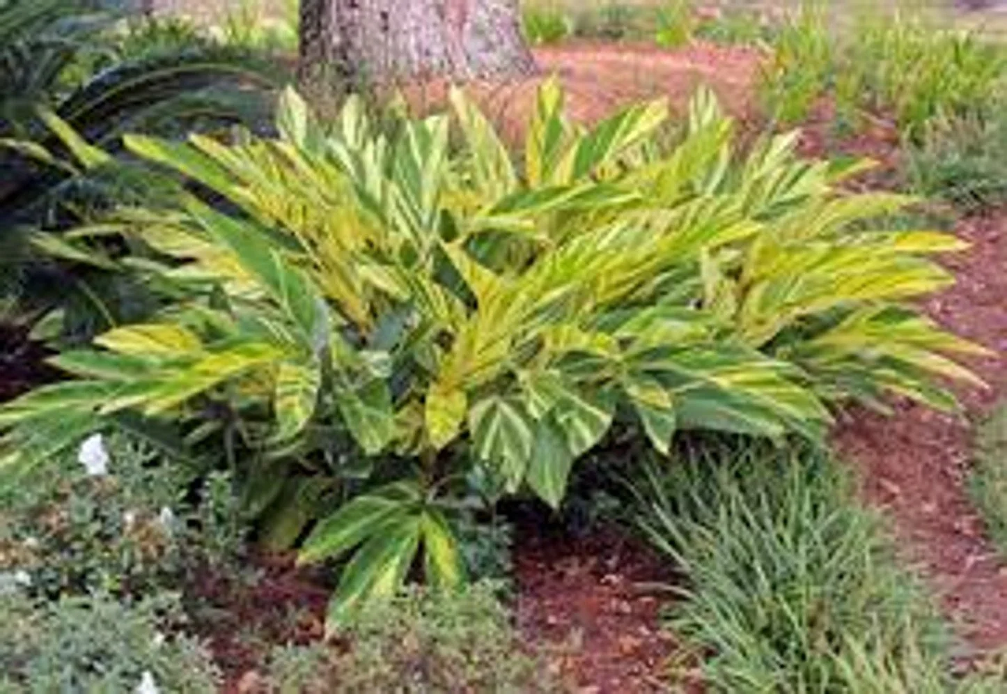Varigated Shell Ginger.jpg