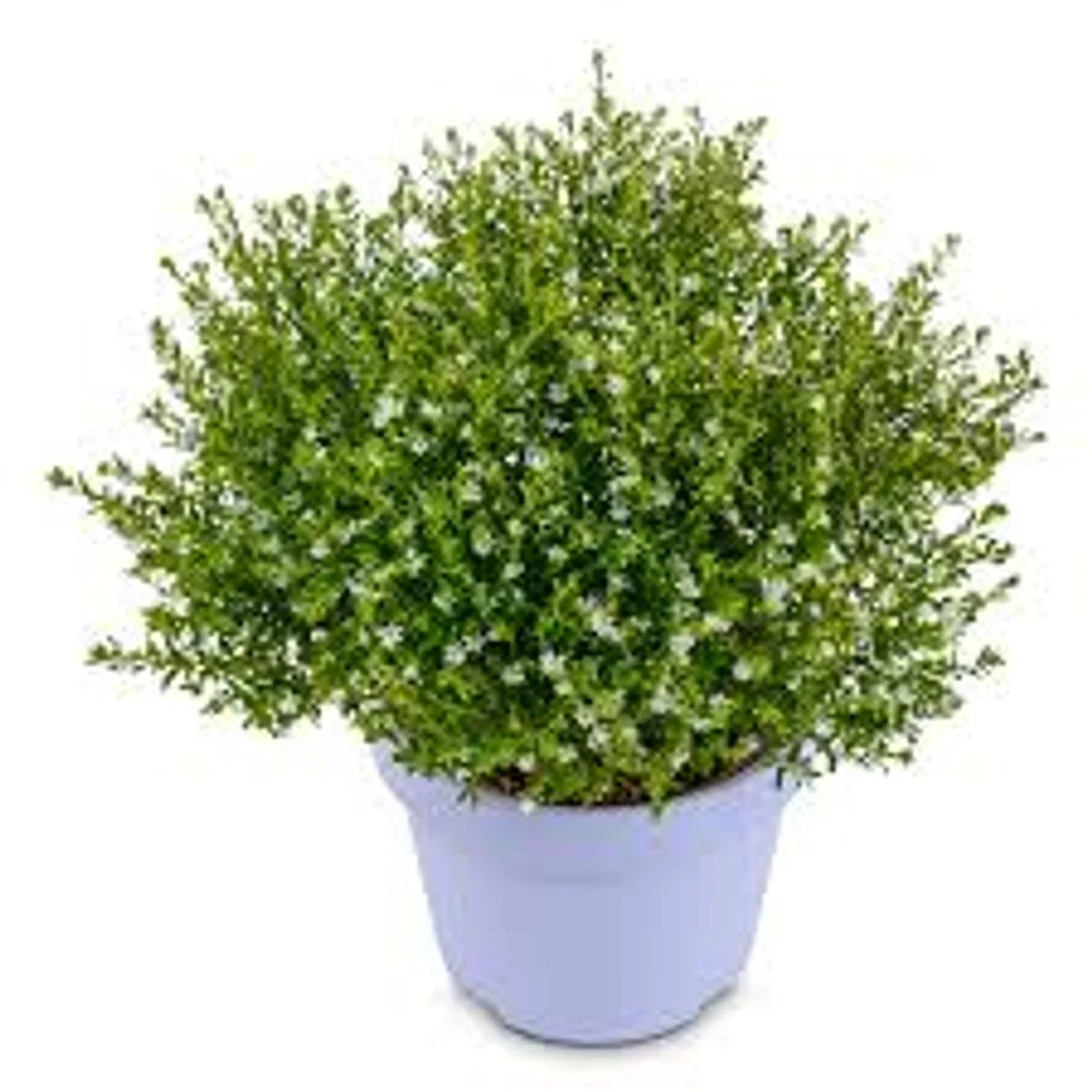 White Mexican Heather - 6"