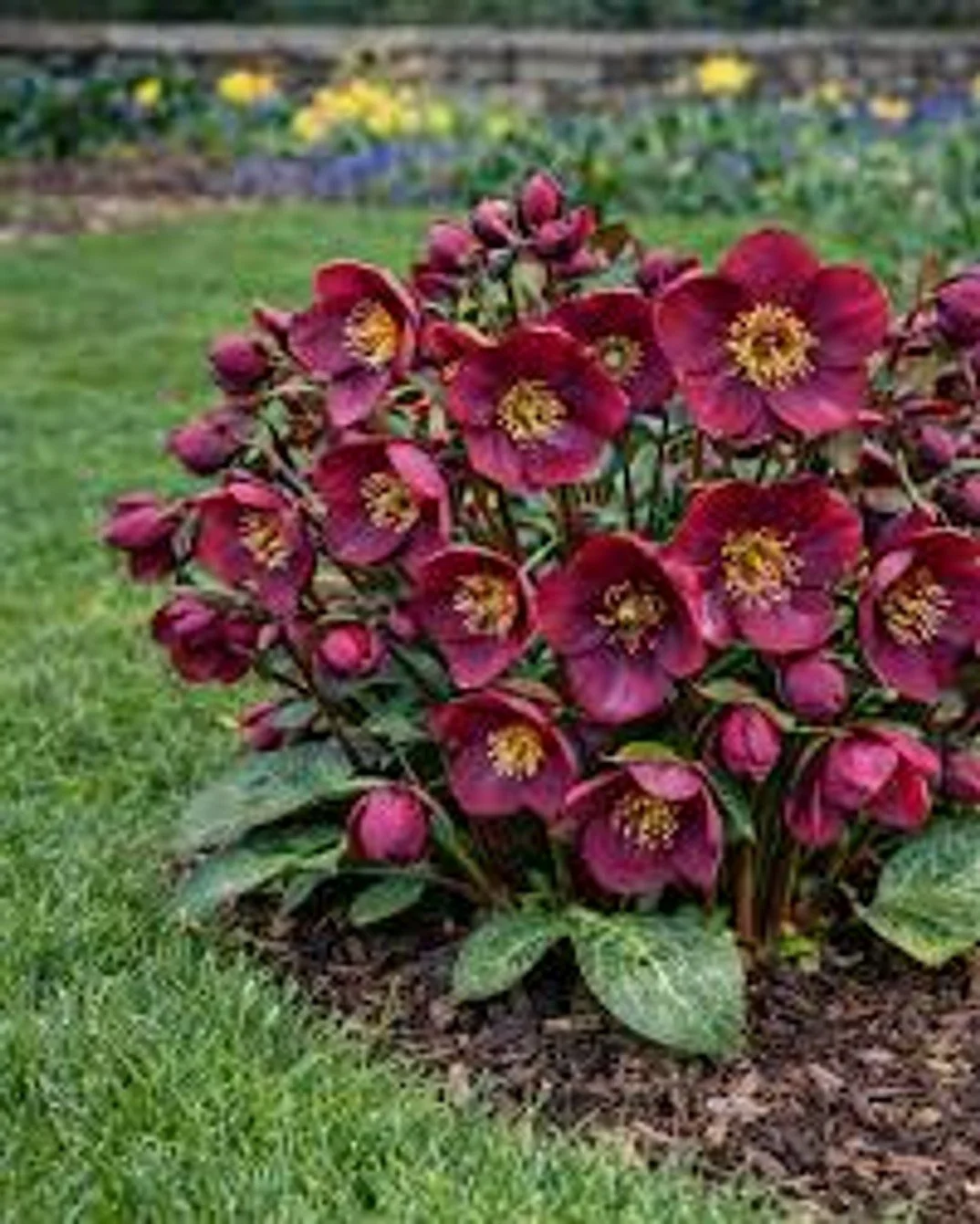FrostKiss® Vibey Velvet™ Hellebore - 8"