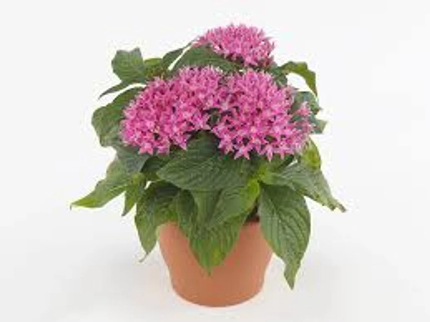 Lucky Star® Deep Pink Penta - 6"