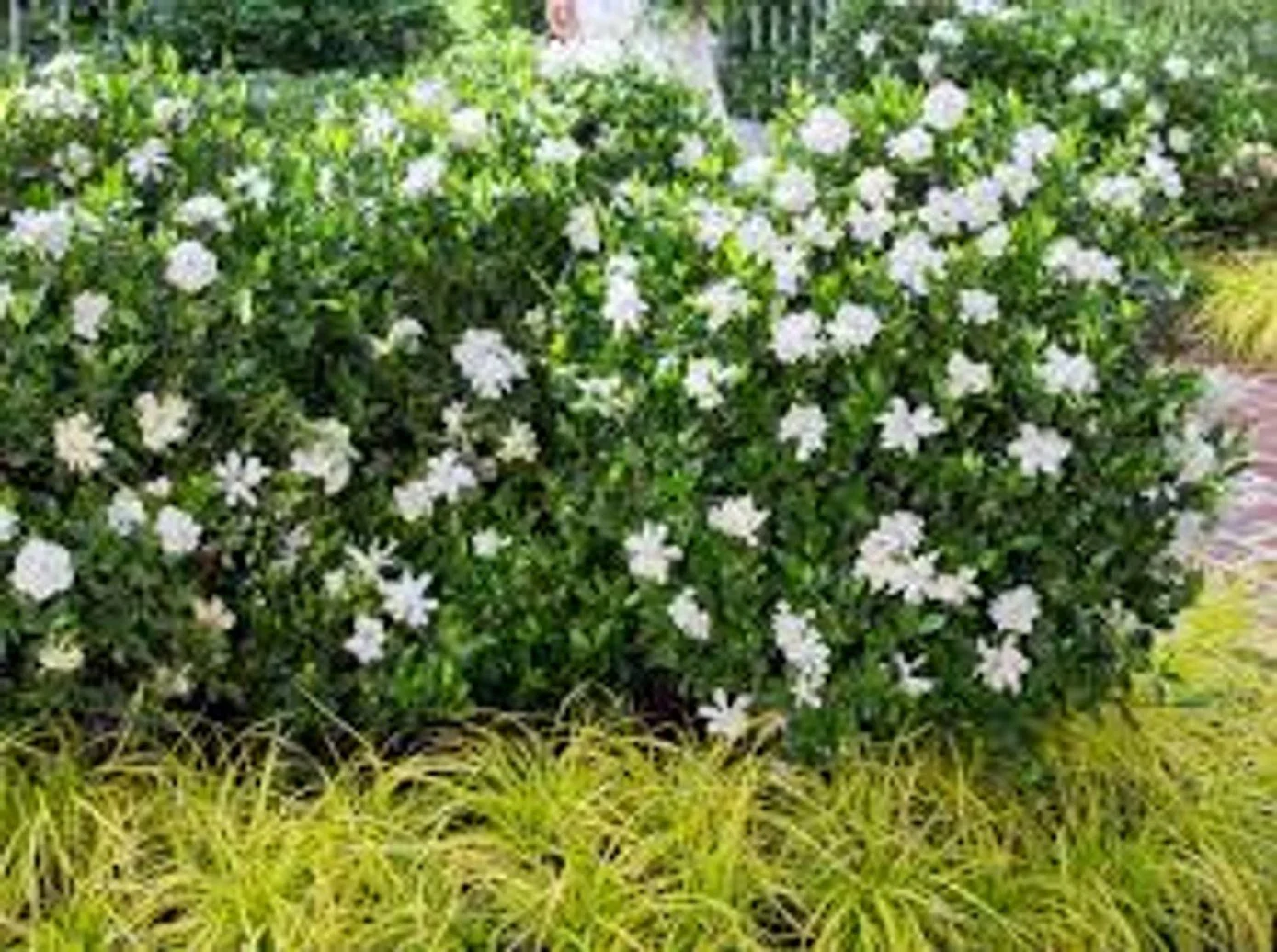 Jubilation™ Gardenia