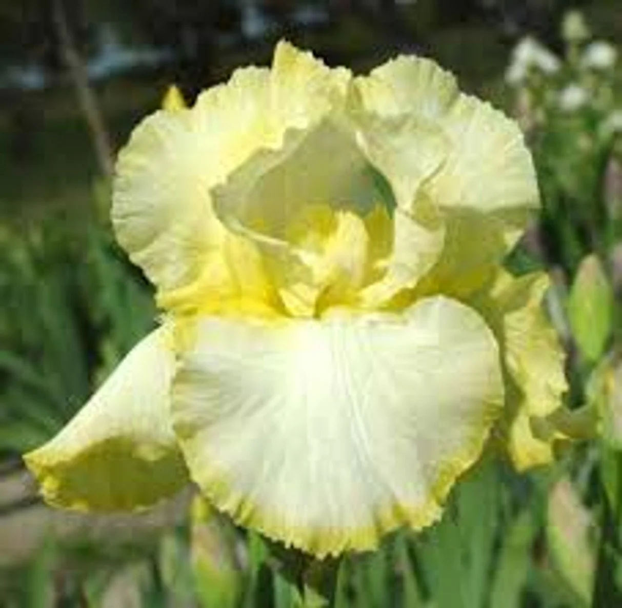 Bearded Iris 'Total Recall'