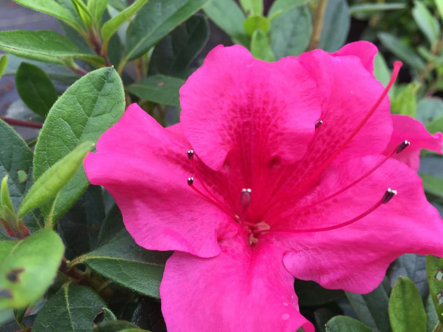 Azalea Encore® Autumn Carnival™