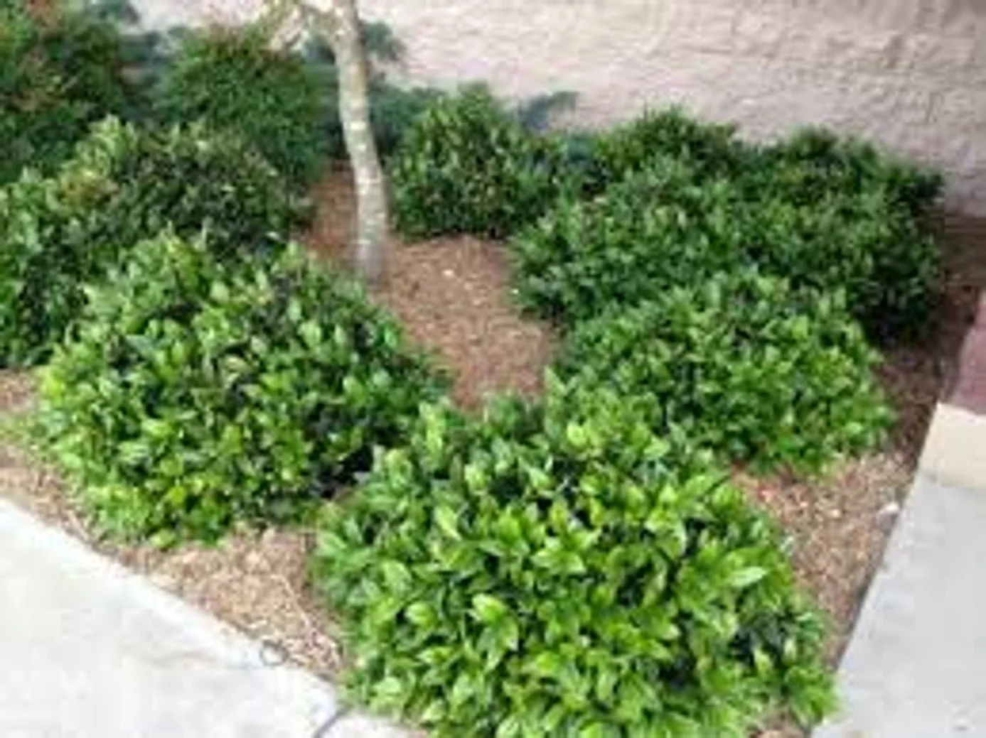 Carissa Chinese Holly (Ilex cornuta 'Carissa')