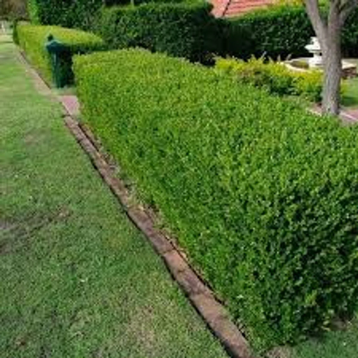 Wintergreen Boxwood