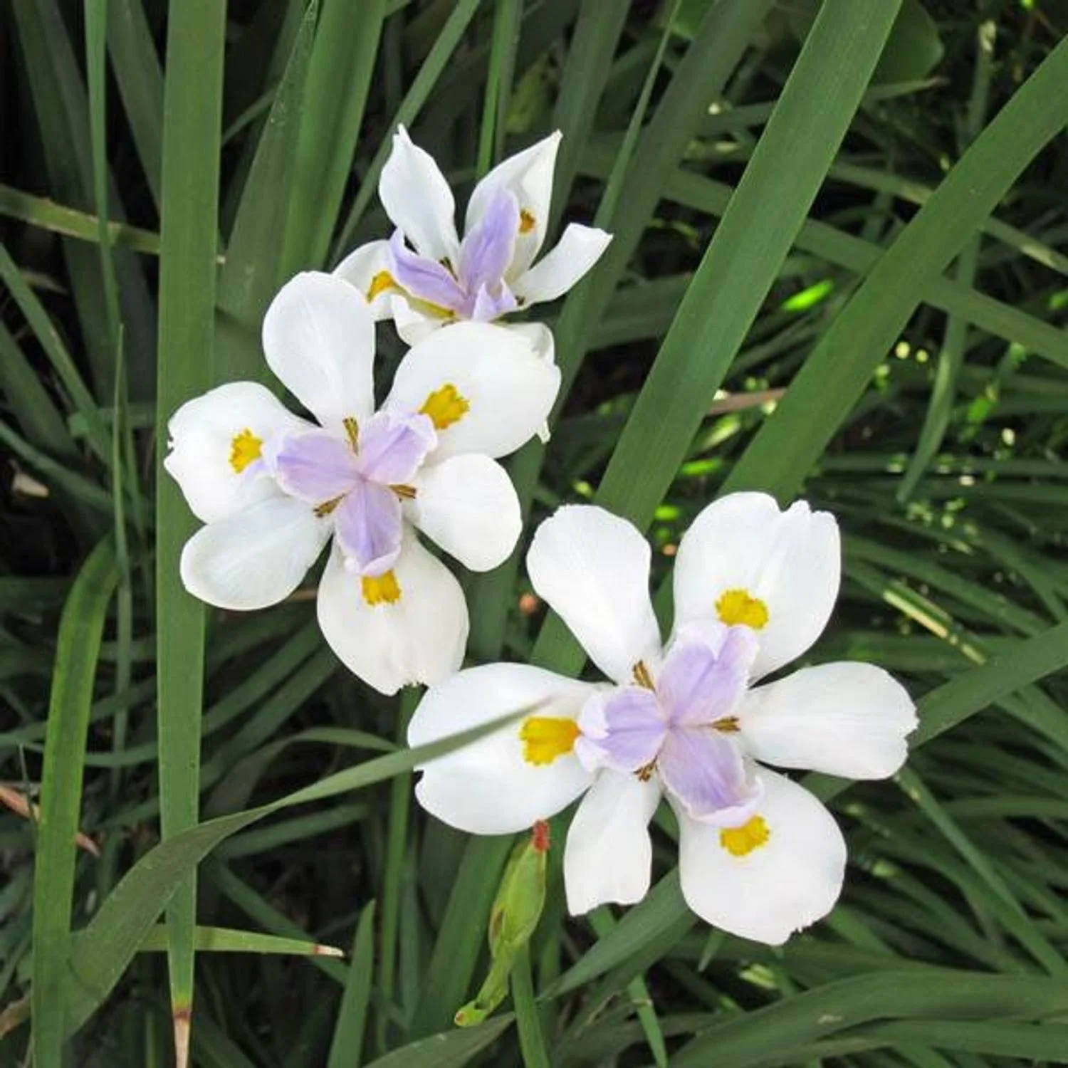 African Iris
