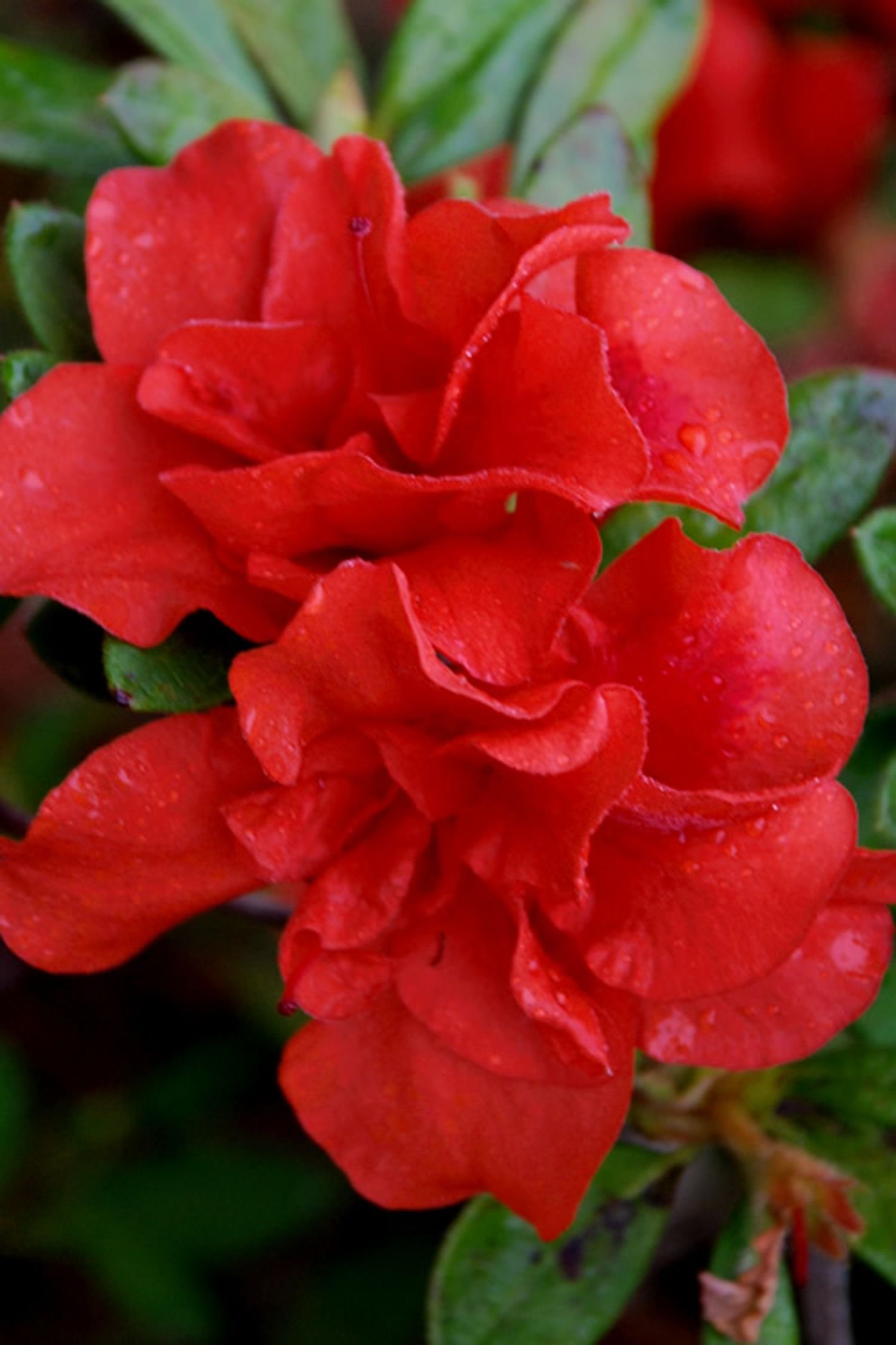 Azalea Encore® Autumn Embers™