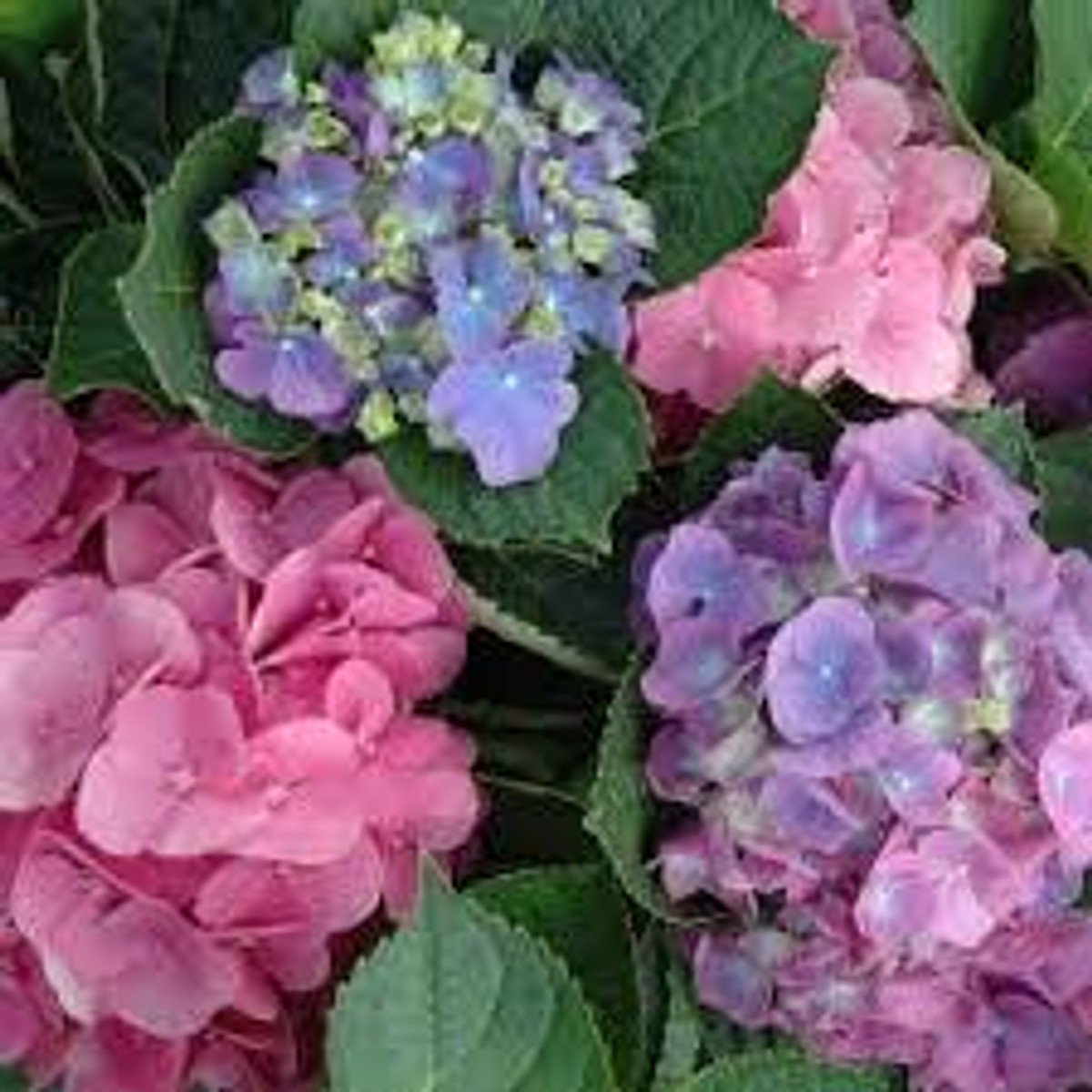 Double Down® Hydrangea - BLBS