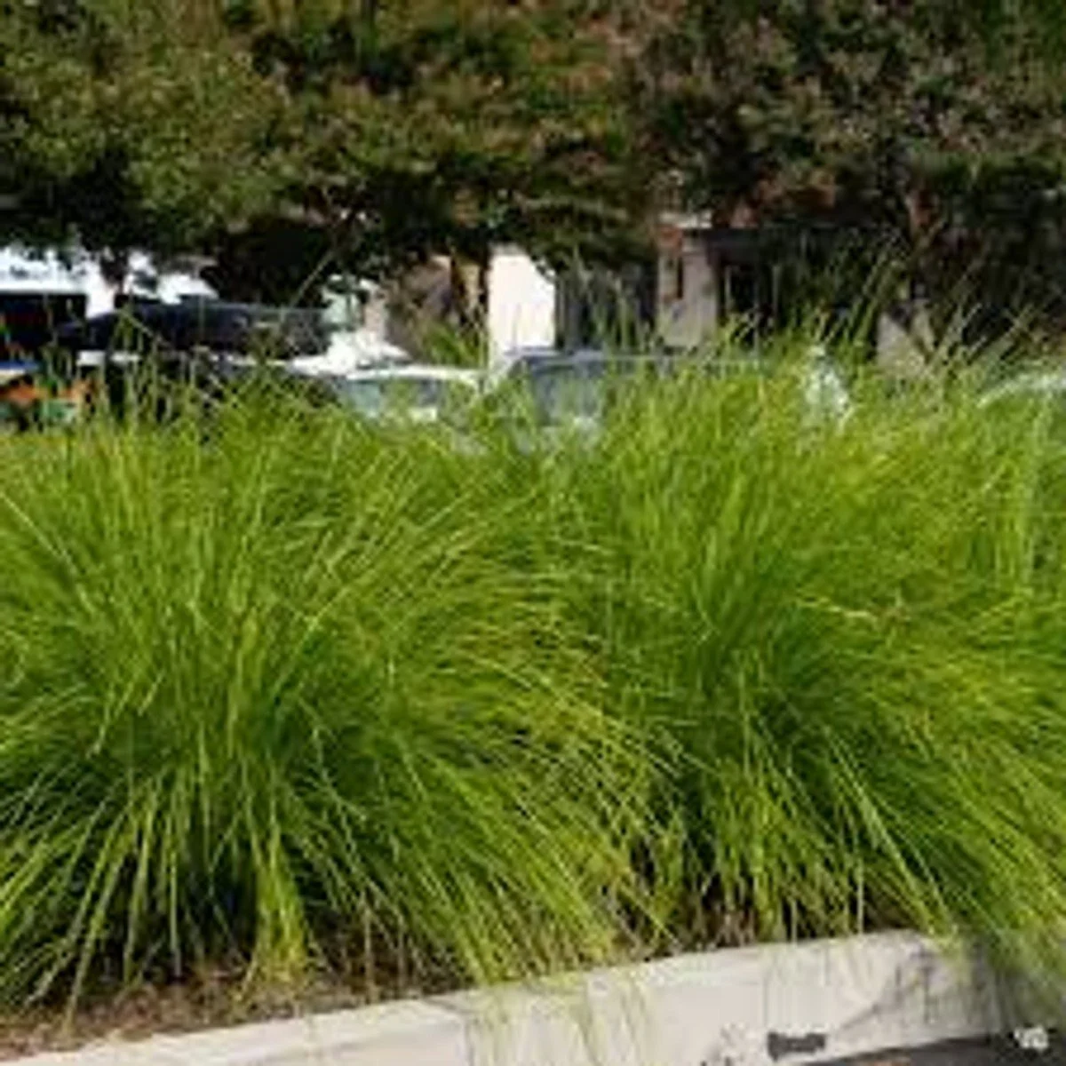 Breeze™ Lomandra