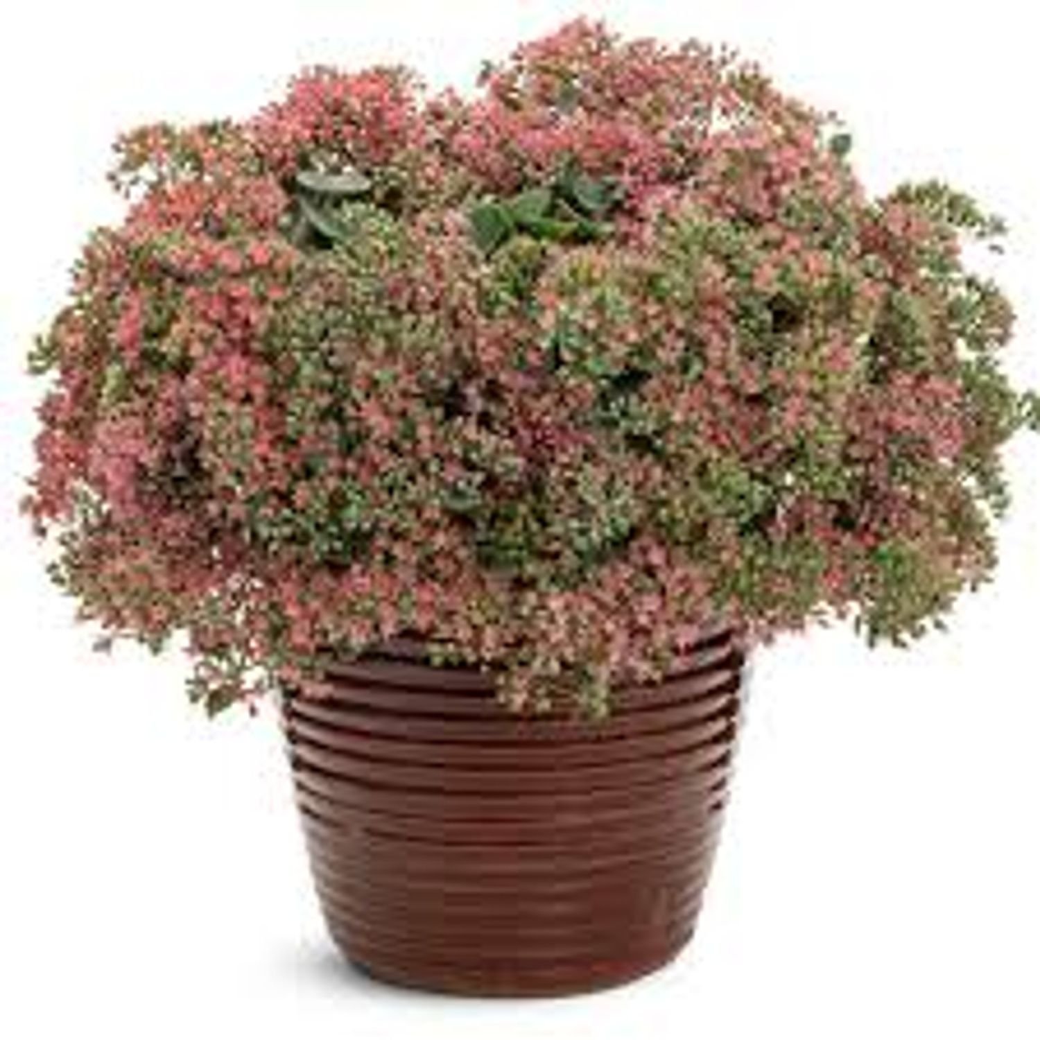 Rock 'N Round® 'Popstar' Sedum