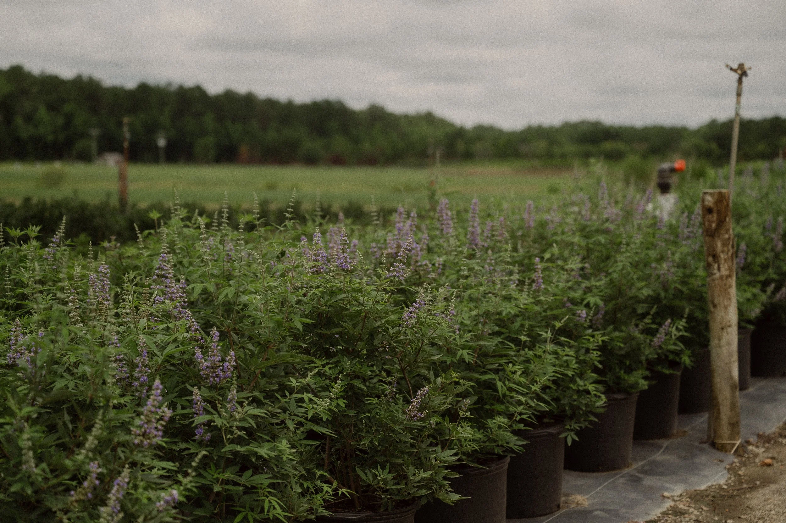 Row of potted flowering plants with purple flowers outside on a cloudy day, with a grassy field and trees in the background.