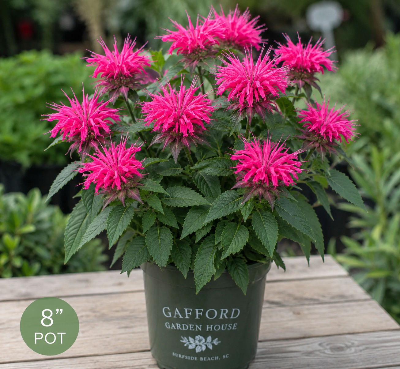 Electric Neon Pink Bee Balm