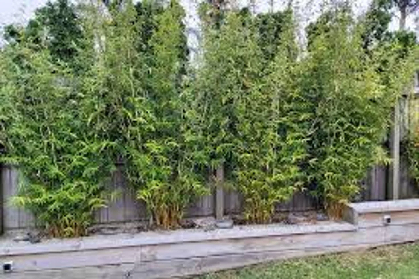 Golden Goddess Bamboo