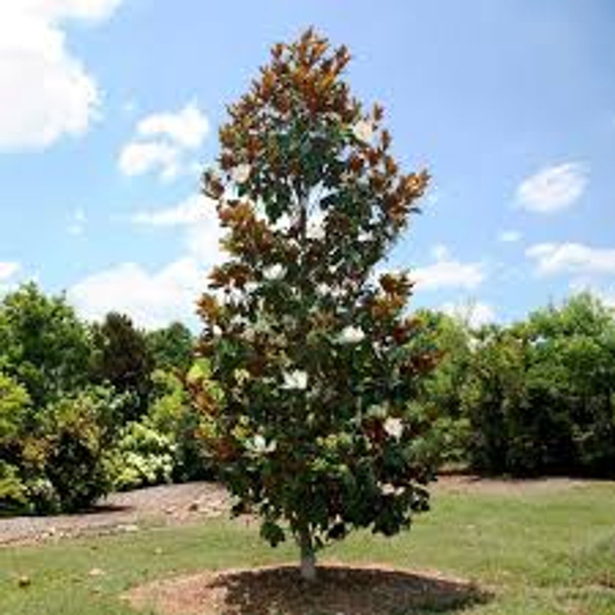 Little Gem Southern Magnolia