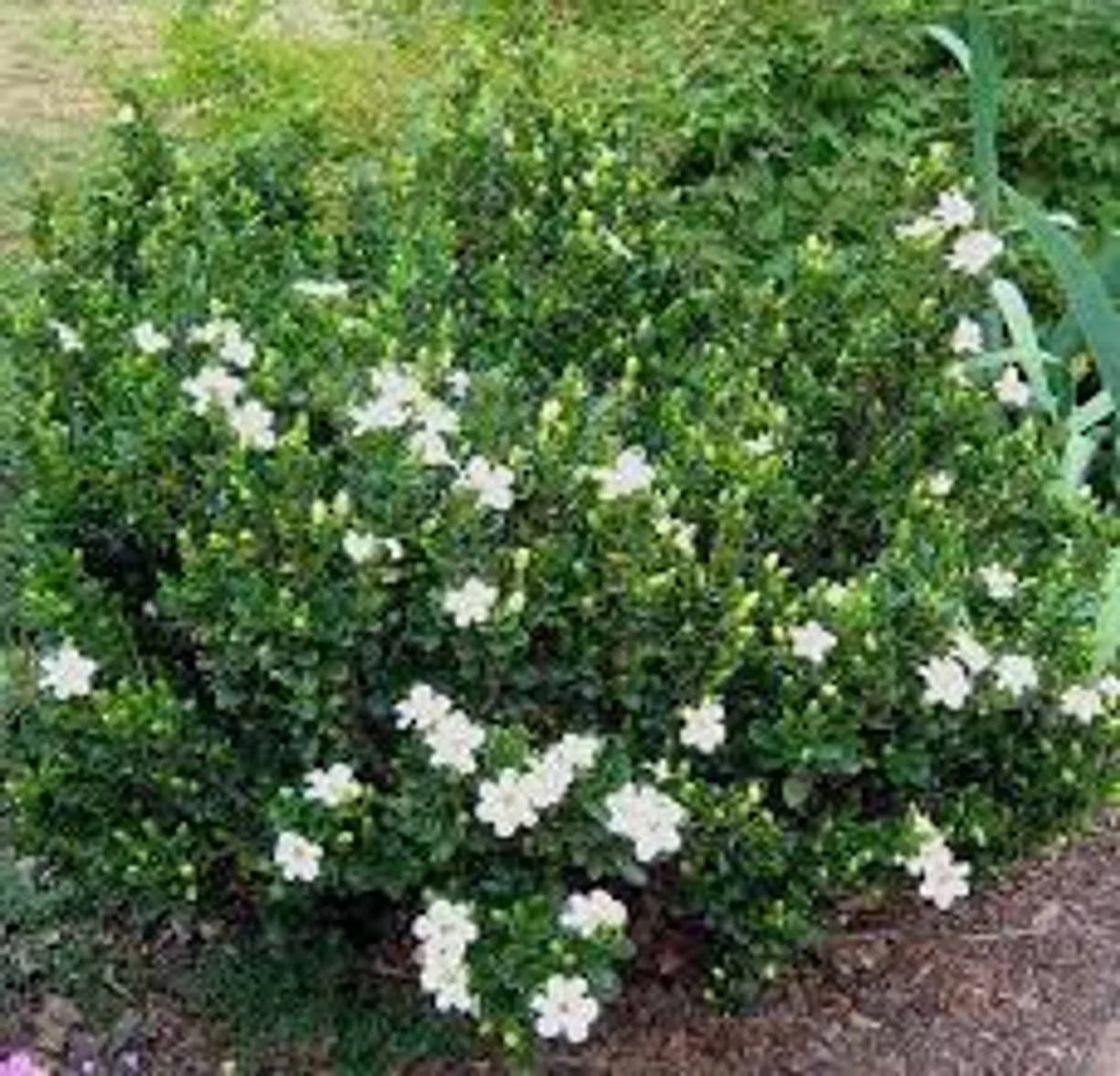 Veitchii Supreme Gardenia