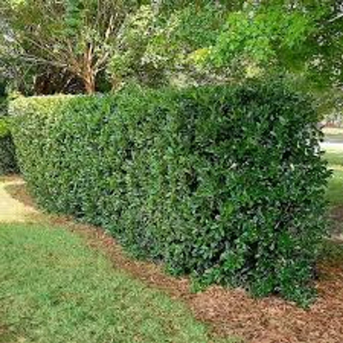 Needlepoint Chinese Holly (Ilex cornuta 'Needlepoint')