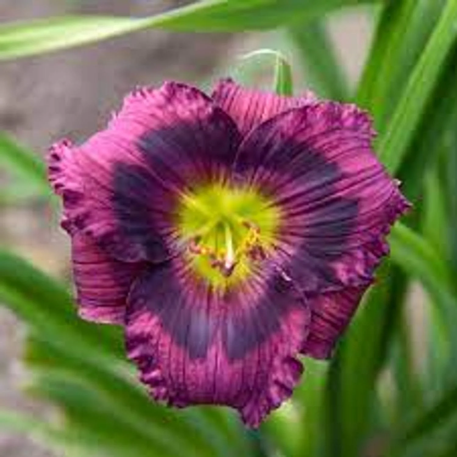 Kansas Kitten Daylily