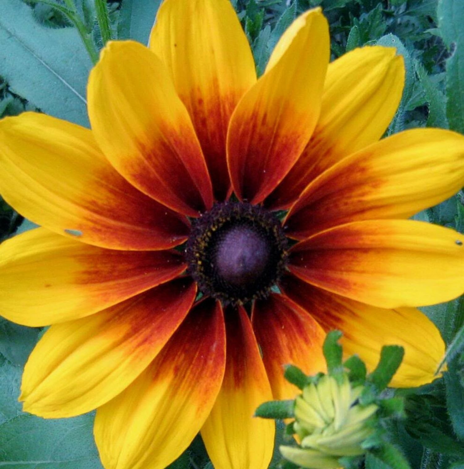 Indian Summer Rudbecckia