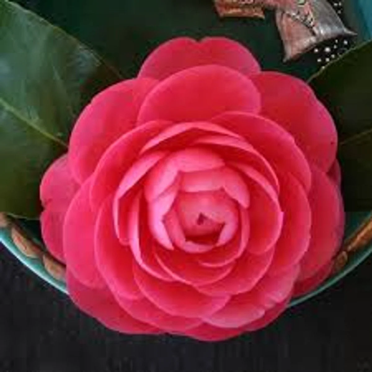 Rosea Plena Camellia