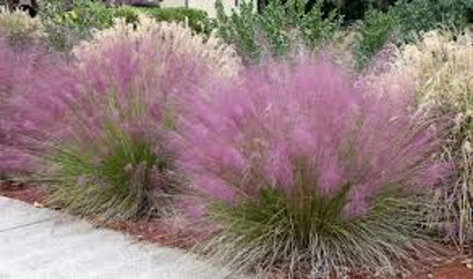 Pink Muhly / Sweetgrass (Muhlenbergia capillaris)
