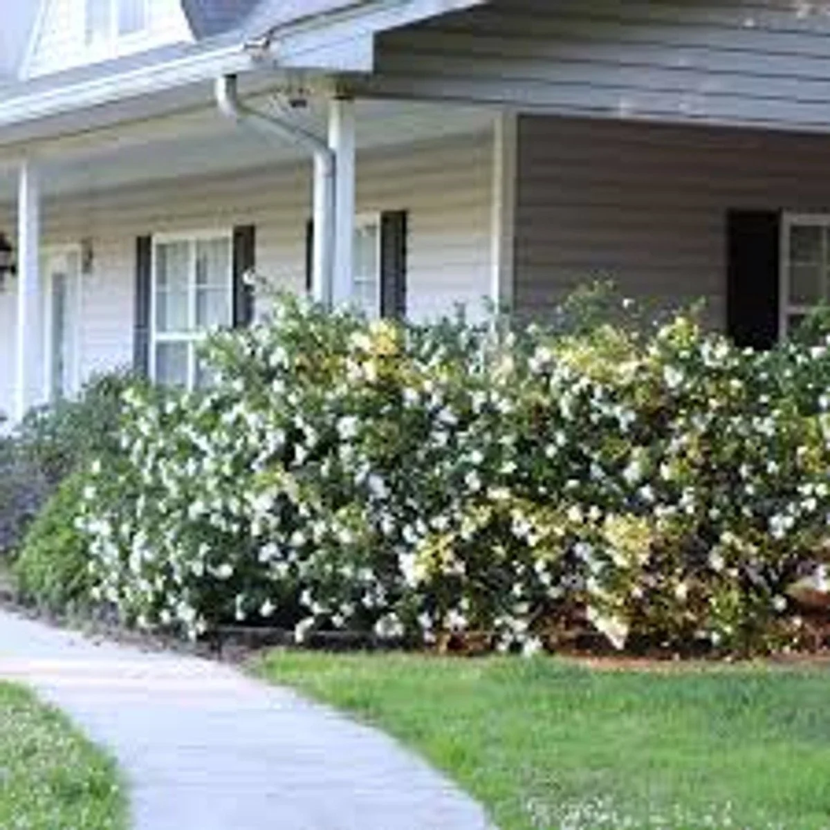 Buttons Gardenia