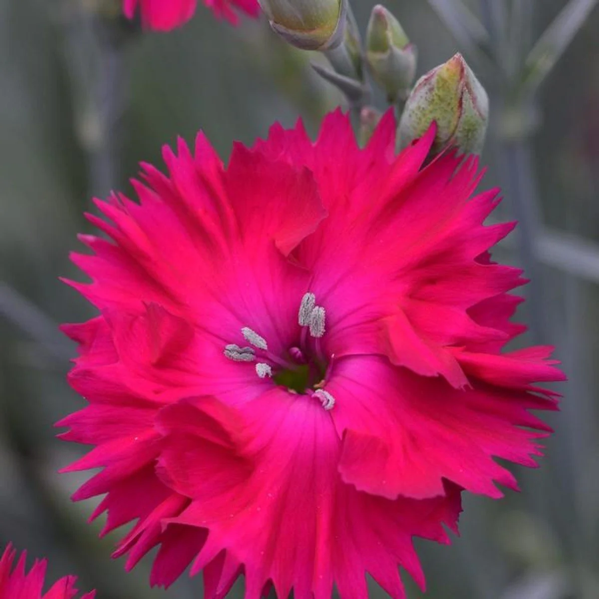 ColorPop Pickables™ Dianthus - SLPC - 6"