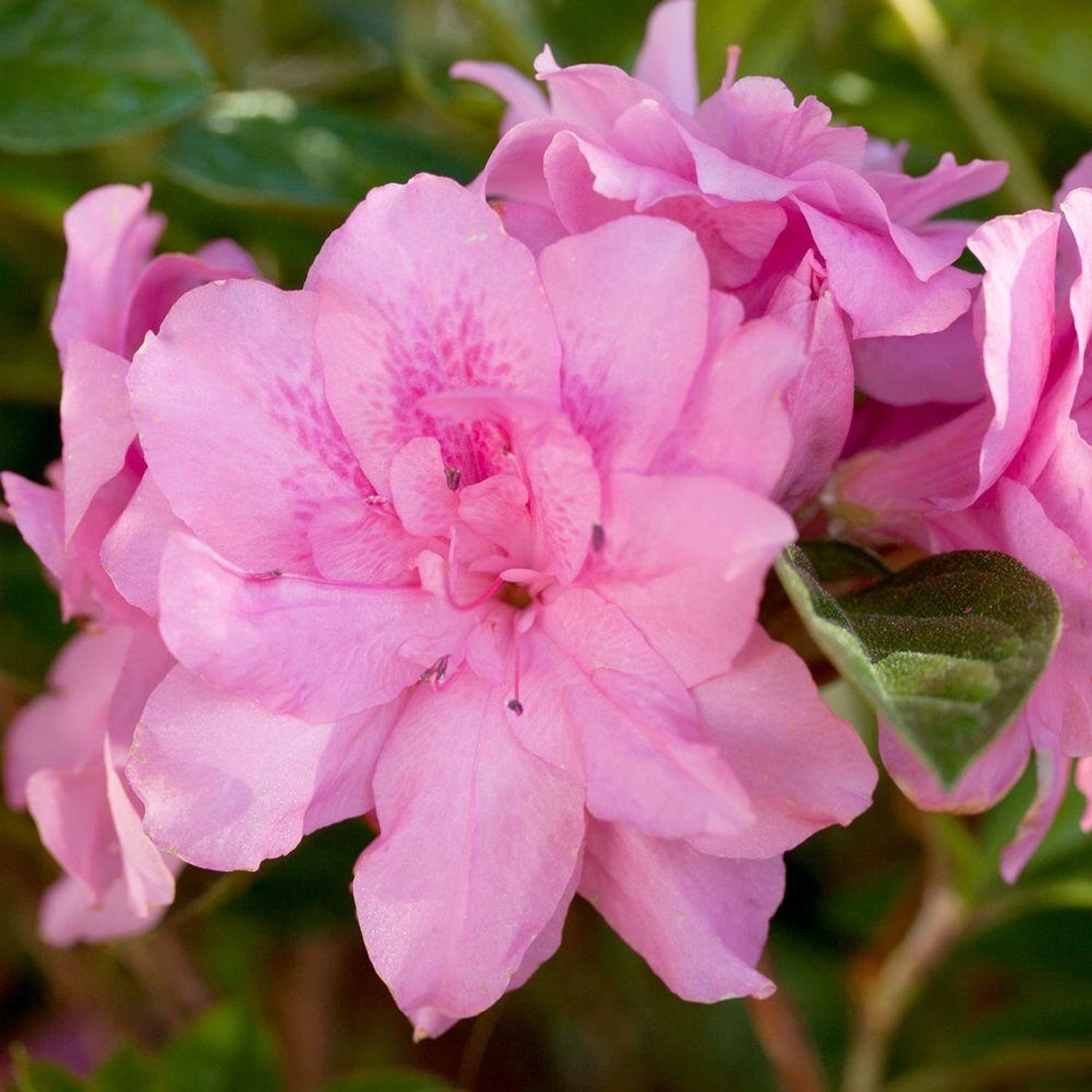 Autumn Carnation™ Azalea