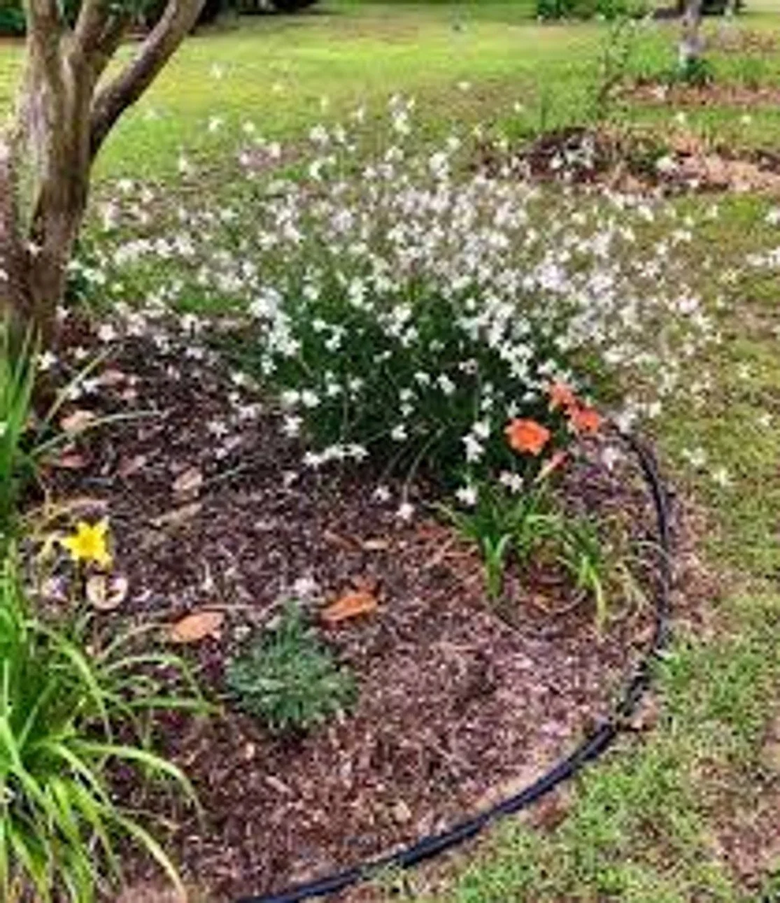 Whirling Butterflies Gaura