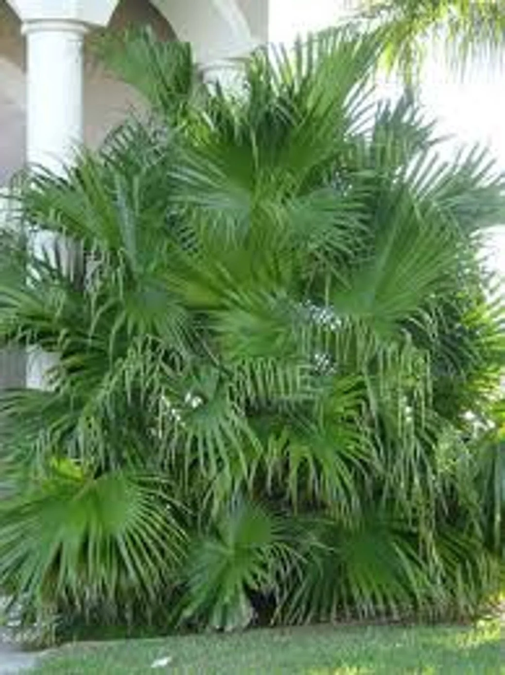 Chinese Fan Palm