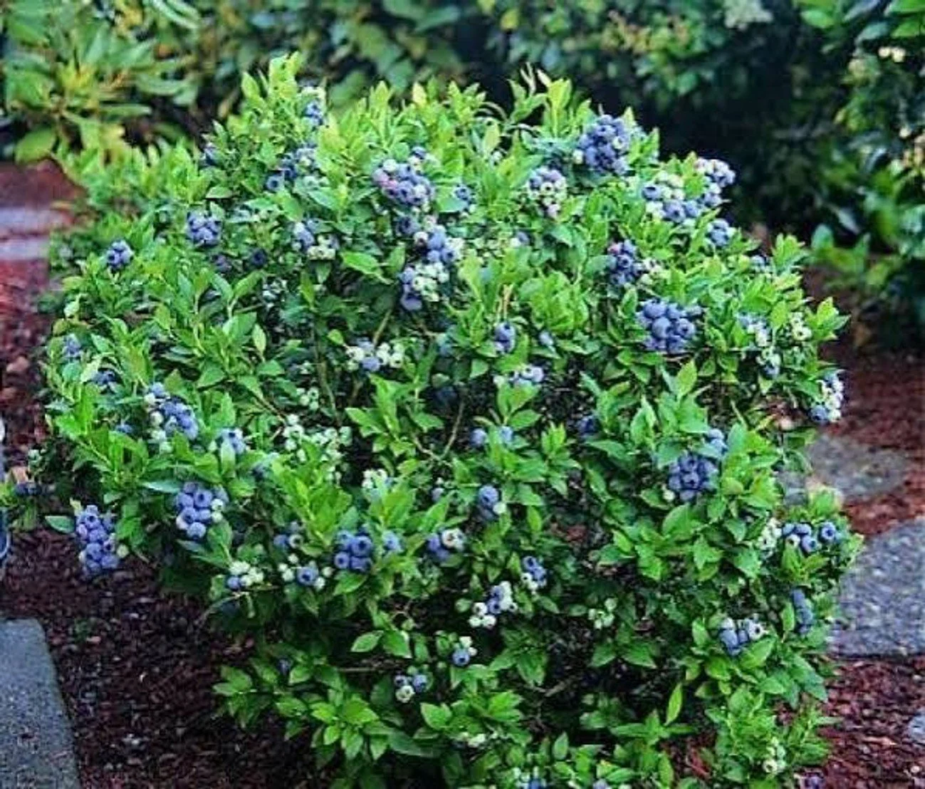 Blueberry- 'Powderblue' Rabbiteye