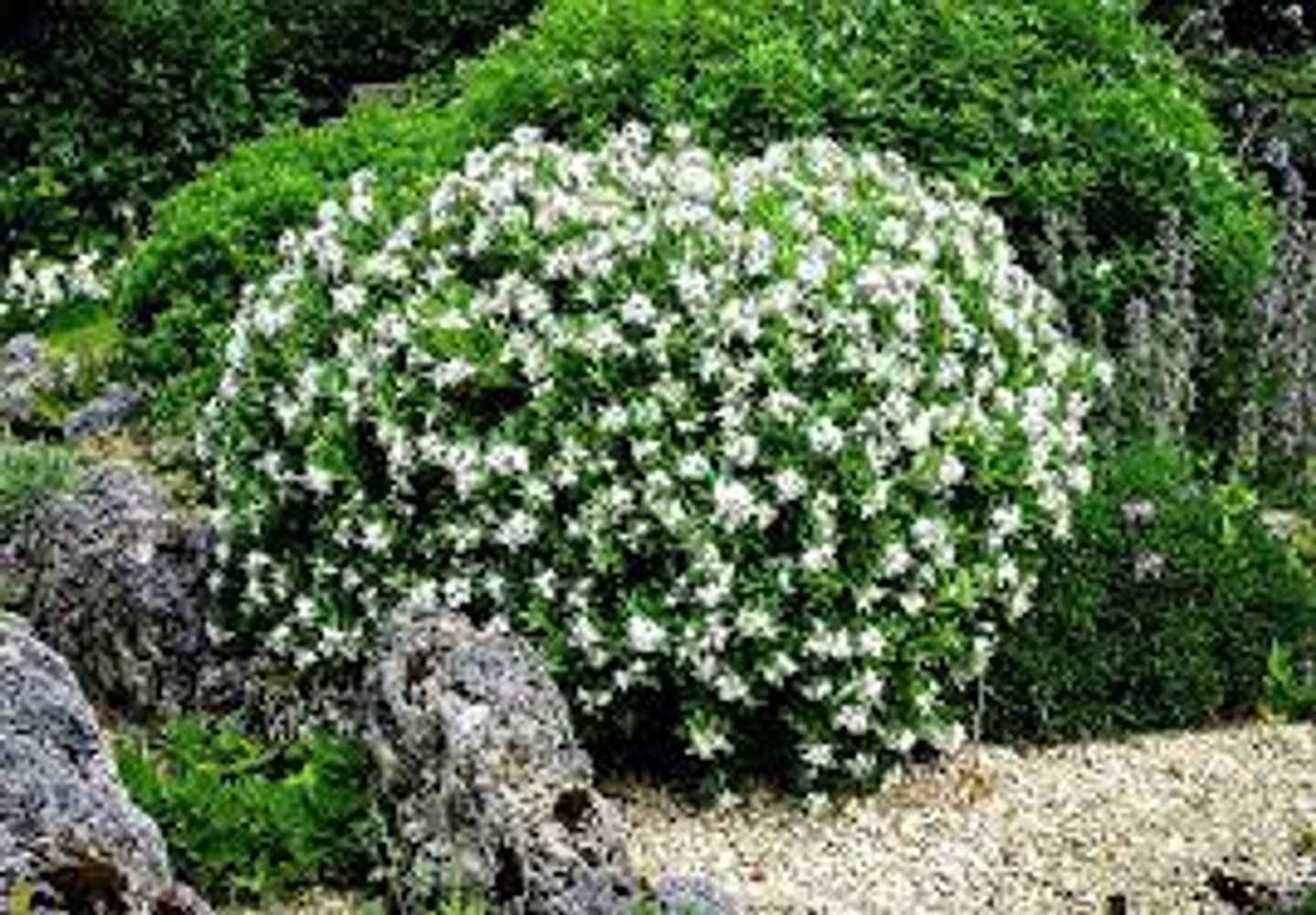 Frostproof Gardenia