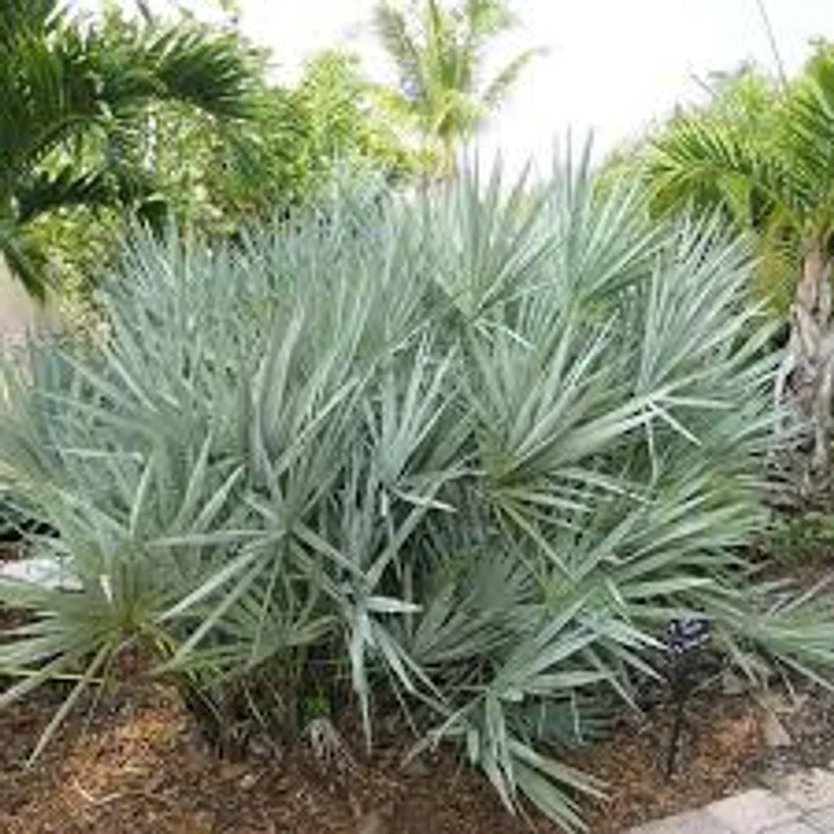 Silver Saw Palmetto (Silver Saw Palmetto)