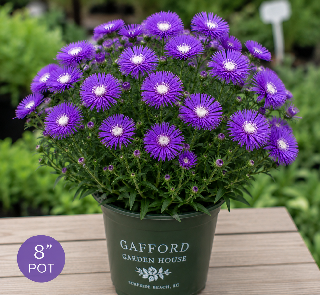 Honeysong Purple Stokes Aster