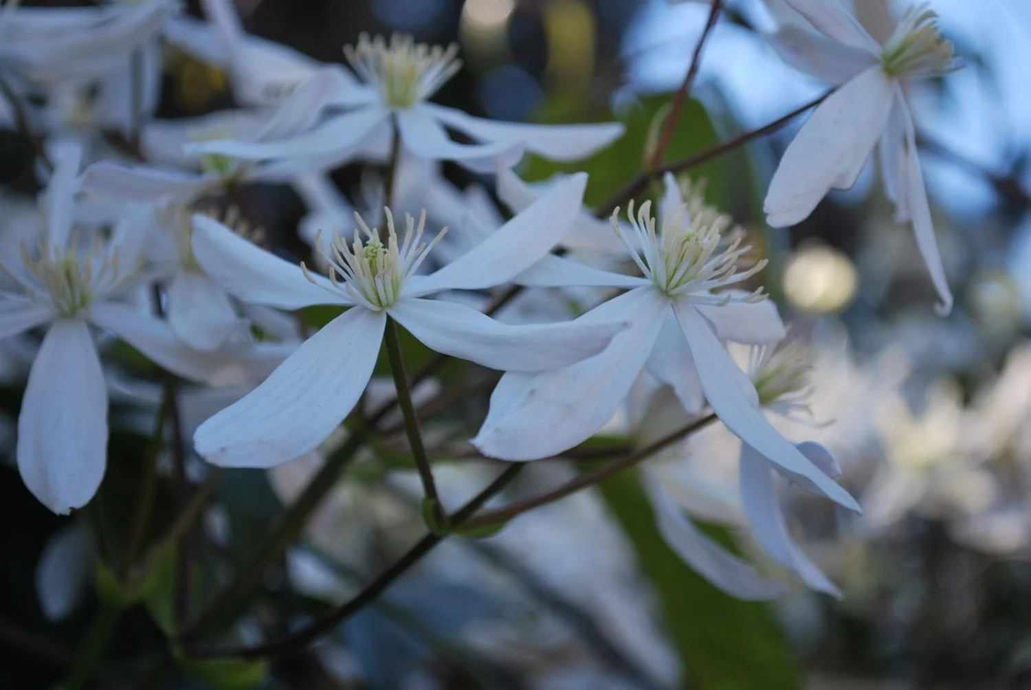 Snow Drift Evergreen Clematis